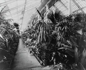 Glasshouse Prints: White House conservatory, Washington, D.C. 1890. Creator: Frances Benjamin Johnston