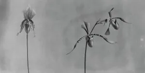 Orchid Prints: White House orchids, between 1889 and 1906. Creator: Frances Benjamin Johnston