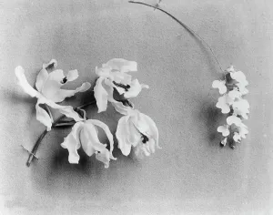 Fragile Prints: White House orchids, between 1889 and 1906. Creator: Frances Benjamin Johnston