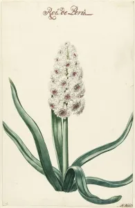Hyacinthus Prints: White hyacinth, 1720-1729. Creator: Hendrik Budde
