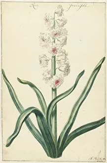 White hyacinth, 1720-1729. Creator: Hendrik Budde