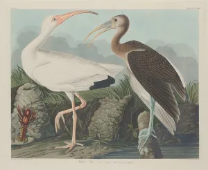 Ibis Prints: White Ibis, 1834. Creator: Robert Havell