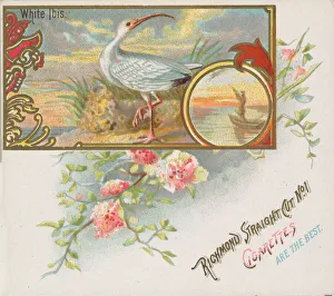 White Ibis, from the Game Birds series (N40) for Allen & Ginter Cigarettes, 1888-90
