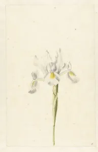 Over Traces Of Graphite Prints: White Iris (Iris albicans), c.1674-c.1695. Creator: Circle of Pieter Withoos