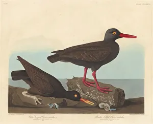 Robert Havell Prints: White-Legged Oyster-Catcher and Slender-Billed Oyster-Catcher, 1838
