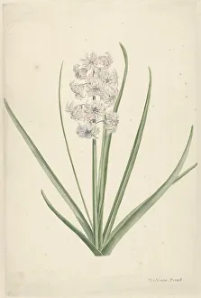 Hyacinthus Prints: White-light blue hyacinth, 1746-1811. Creator: Vincent Jansz. van der Vinne
