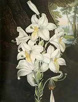 Stamen Gallery: The White Lily, c1800, (1948). Creator: Joseph Constantine Stadler