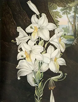 Leonard Russell Prints: The White Lily, c1800, (1948). Creator: Joseph Constantine Stadler