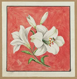 [White Lily], mid-19th century. Creator: Unknown