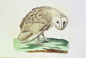 Feather Prints: The White Owl, 1766. Creators: Peter Mazell, P Paillou