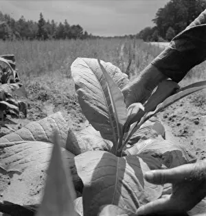 White owner topping tobacco plant, Person County, North Carolina, 1939. Creator: Dorothea Lange