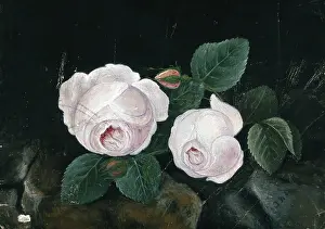 1885 Prints: Two white roses, in a still-life, 1885. Creator: Unknown