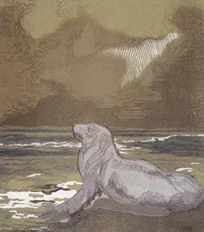 Joseph Rudyard Prints: A white seal by the water; scene from 'The Jungle Book'