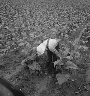 Sharecropper Gallery: White sharecropper priming tobacco early in the morning, Shoofly, North Carolina, 1939