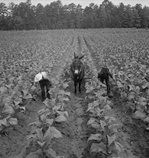 Mule Gallery: White sharecropper and wage laborer priming... Granville County, North Carolina, 1939