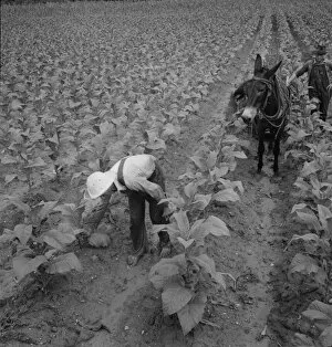 Mule Gallery: White sharecropper and wage laborer priming tobacco early... Granville County, North Carolina