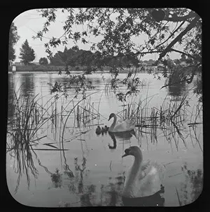 Swans Prints: White swans and cygnets on river - unknown location. Creator: Unknown