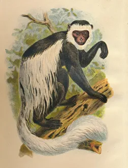 The White-Tailed Guereza, 1897. Artist: Henry Ogg Forbes