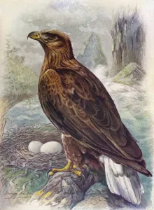 Talon Prints: White-Tailed or Sea-Eagle - Halia etus albicil la