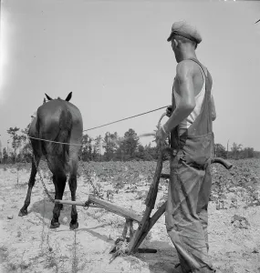 Sharecropper Prints: White tenant farmer works on shares, North Carolina, 1936. Creator: Dorothea Lange