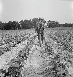 Sharecropper Prints: White tenant farmer works on shares, North Carolina, 1936. Creator: Dorothea Lange