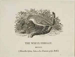Thomas Bewick Prints: White Throat (Bird), n. d. Creator: Thomas Bewick