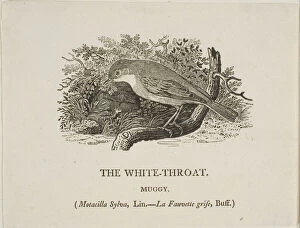 Woodcutwoodcut On Ivory Wove Paper Collection: White Throat (Bird), n.d. Creator: Thomas Bewick