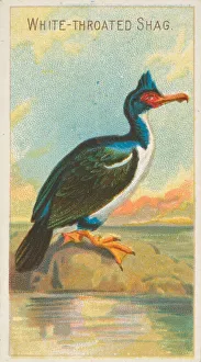 Pacific Coast Prints: White-Throated Shag, from the Birds of the Tropics series (N5) for Allen &amp