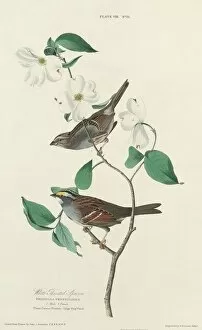 White-throated Sparrow, 1827. Creator: William Home Lizars