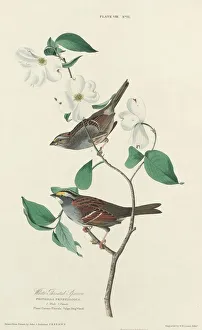 Lizars William Home Prints: White-throated Sparrow, 1827. Creator: William Home Lizars