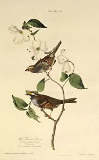 Images Dated 9th April 2019: The white-throated sparrow. From The Birds of America, 1827-1838. Creator: Audubon