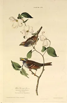 The white-throated sparrow. From The Birds of America, 1827-1838. Creator: Audubon