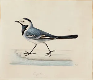 Wagtail Prints: White Wagtail. Creator: Ferdinand von Wright