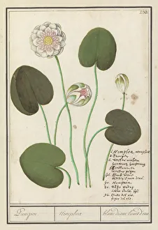 Brush Prints: White water lily (Nymphaea alba), 1596-1610. Creators: Anselmus de Boodt, Elias Verhulst