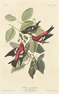 White-winged Crossbill, 1837. Creator: Robert Havell