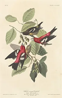Havell Robert Prints: White-winged Crossbill, 1837. Creator: Robert Havell