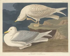 Laridae Prints: White-winged Silvery Gull, 1835. Creator: Robert Havell