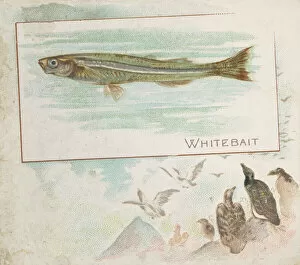 Aquatic Gallery: Whitebait, from Fish from American Waters series (N39) for Allen & Ginter Cigarettes
