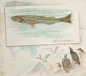 Aquatic Prints: Whitebait, from Fish from American Waters series (N39) for Allen & Ginter Cigarettes