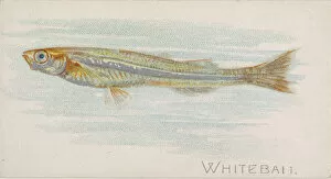 Cute Gallery: Whitebait, from the Fish from American Waters series (N8) for Allen &