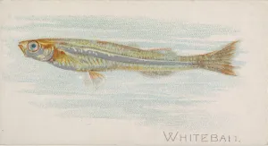 Lindner Eddy Claus Prints: Whitebait, from the Fish from American Waters series (N8) for Allen &amp