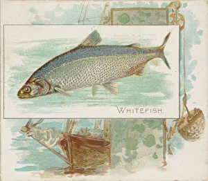 Aquatic Prints: Whitefish, from Fish from American Waters series (N39) for Allen & Ginter Cigarettes