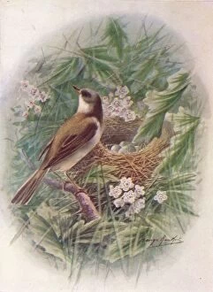 Nesting Gallery: Whitethroat - Syl via cine rea, c1910, (1910). Artist: George James Rankin