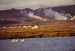 Nature Reserve Prints: Whooper Swans on Lake Myvatn with Hot Springs Beyond
