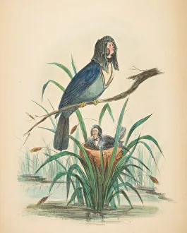 Rosenthal And Kraemer Prints: Widow Bird, from The Comic Natural History of the Human Race, 1851