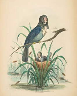 Comic Collection: Widow Bird, from The Comic Natural History of the Human Race, 1851