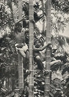 Coconut Palm Prints: Wie Ceylonesen auf die Kokospalmen klettern, 1926