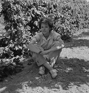 Humulus Lupulus Gallery: Wife of an ex-logger, now a migratory field... Independence (vicinity), Polk County, Oregon, 1939