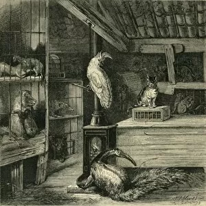 Cockatoo Gallery: A Wild-Beast Shop, c1873. Creator: Unknown