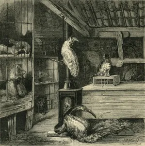 Beast Gallery: A Wild-Beast Shop, c1873. Creator: Unknown